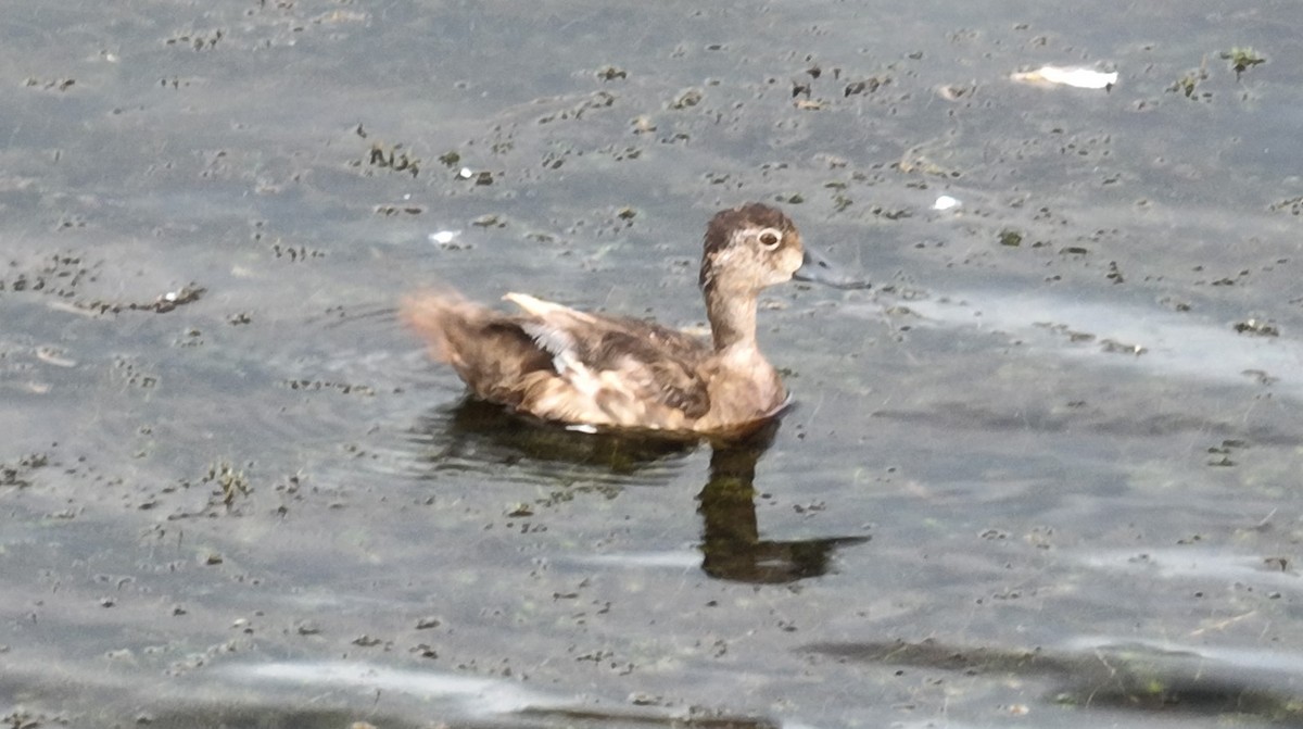Ring-necked Duck - ML600928501