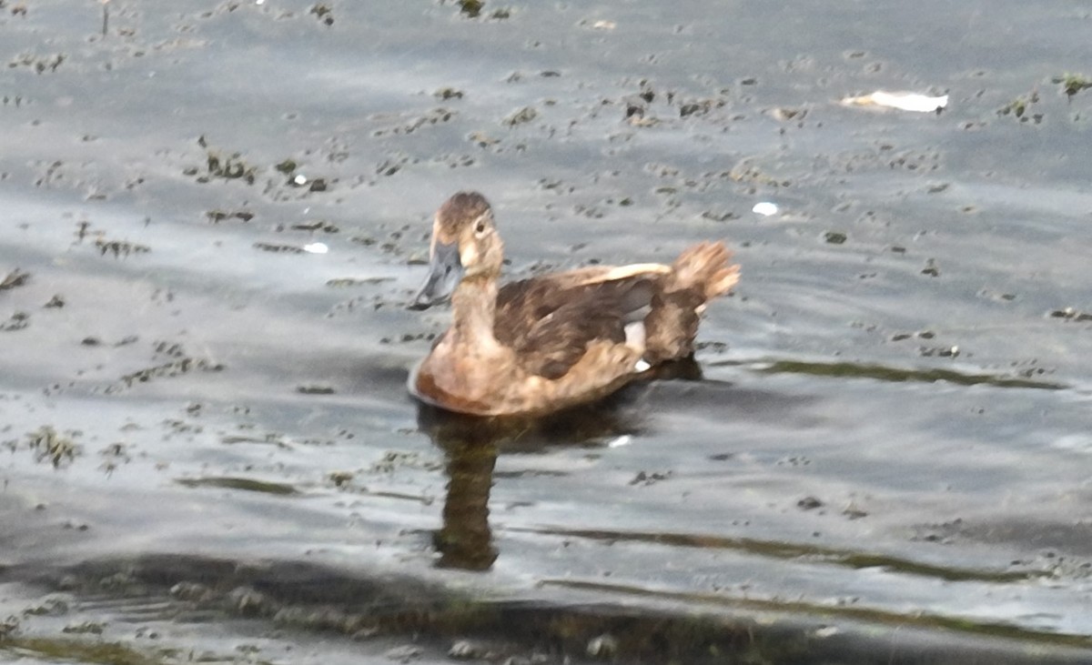 Ring-necked Duck - ML600928511