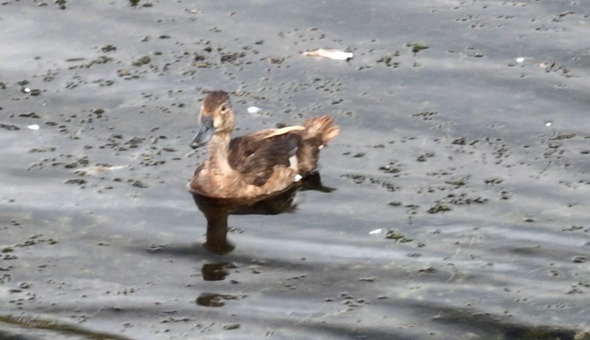 Ring-necked Duck - ML600928521