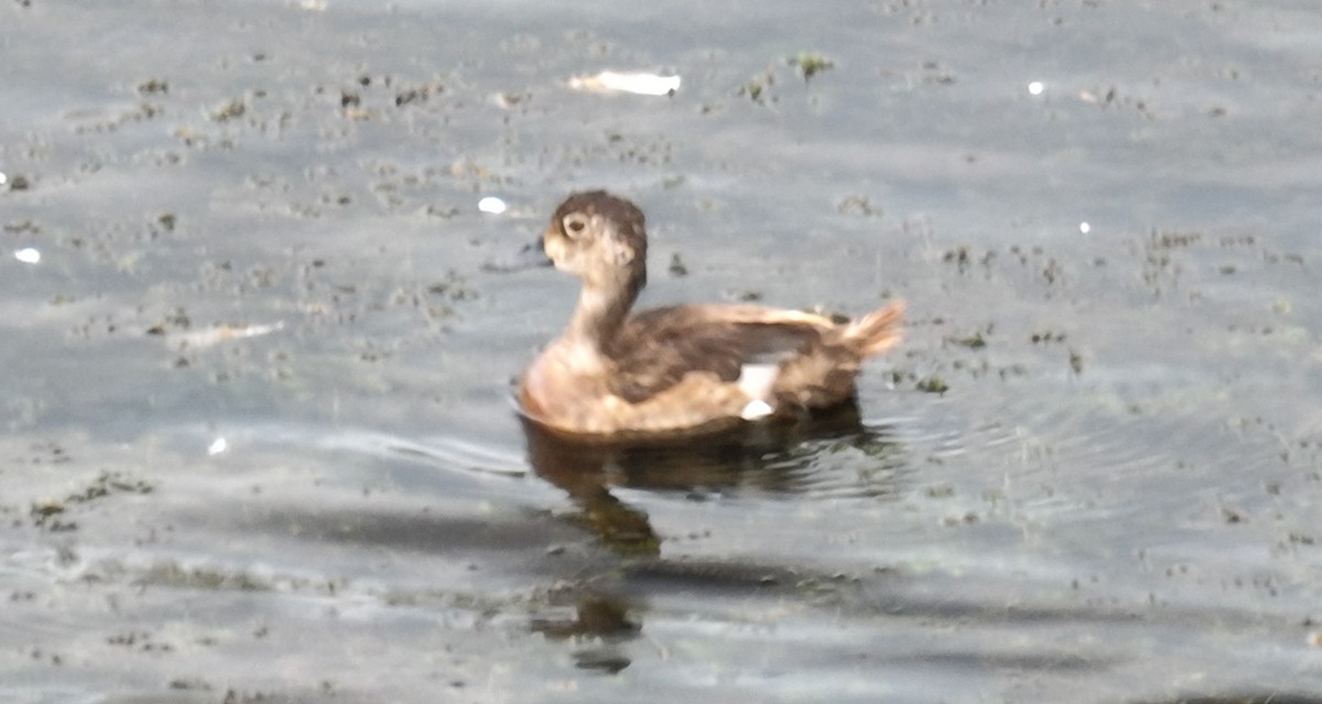 Ring-necked Duck - ML600928531