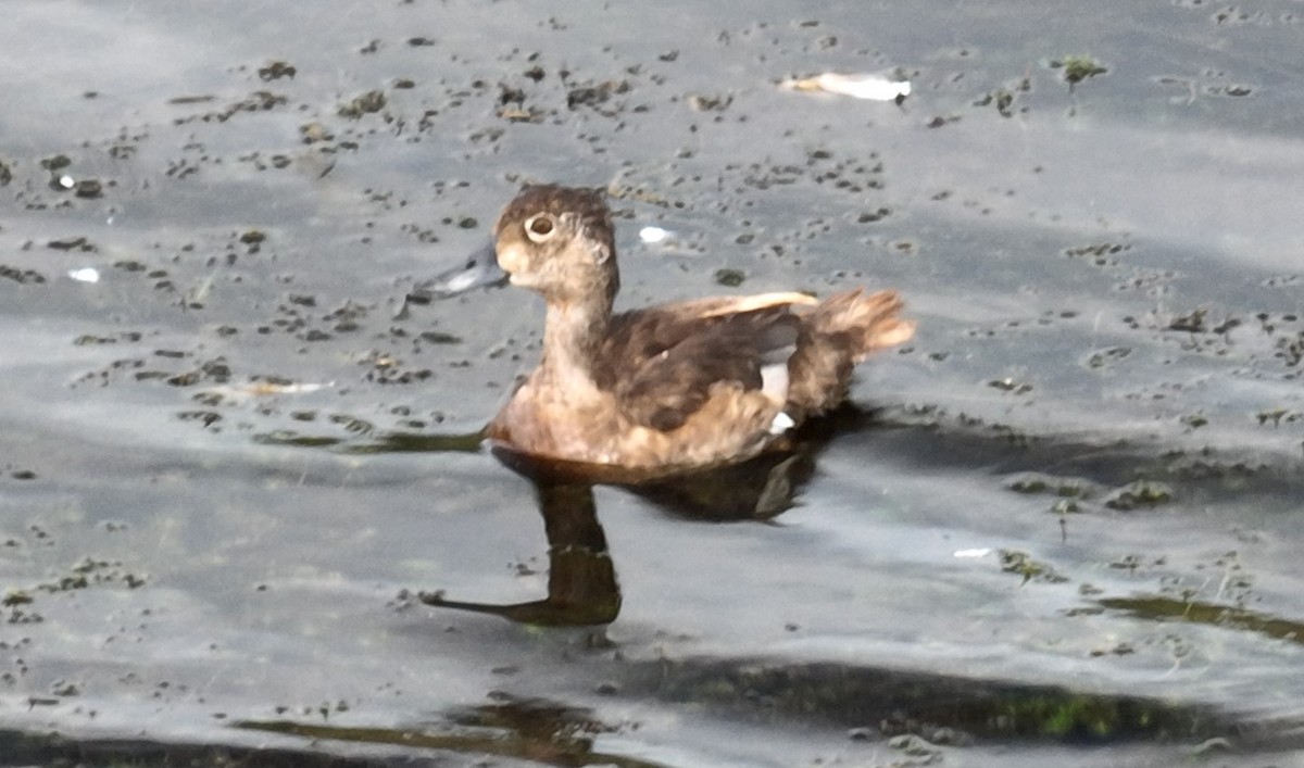 Ring-necked Duck - ML600928551