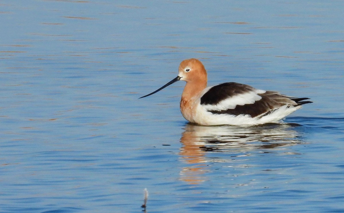 American Avocet - ML600929441