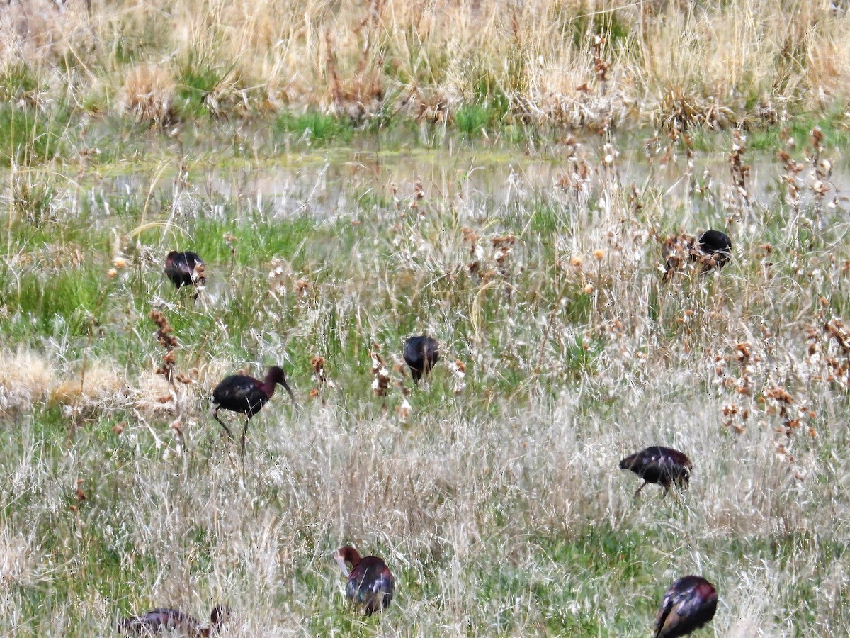 White-faced Ibis - Charles Hundertmark