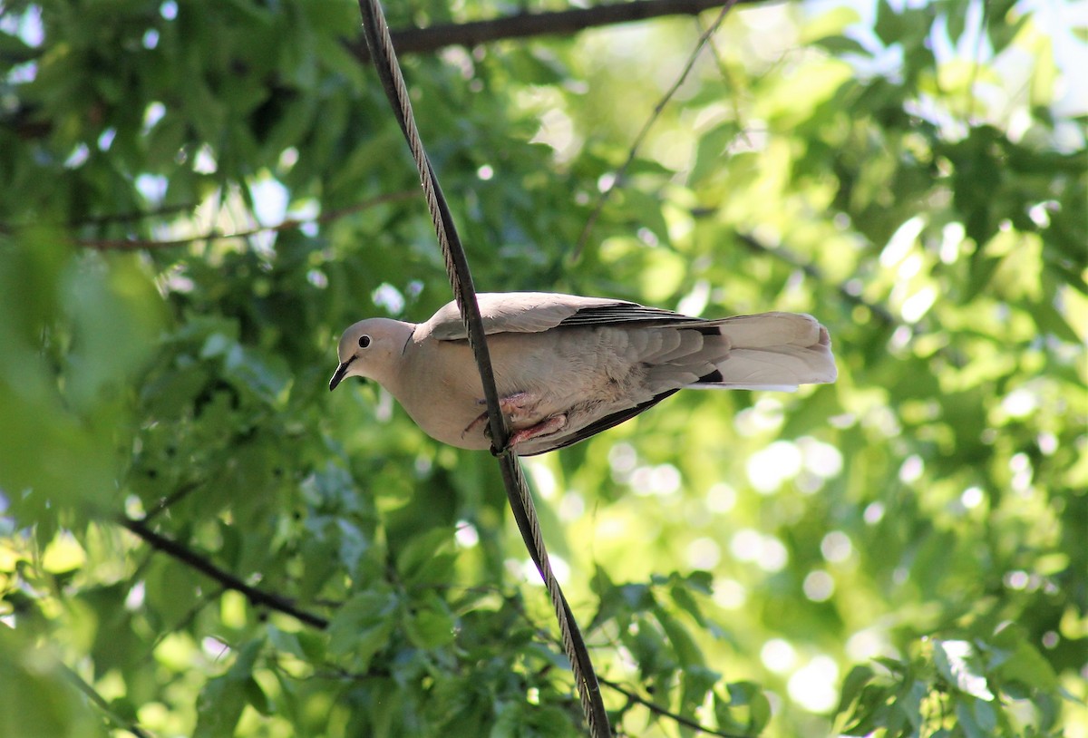Eurasian Collared-Dove - ML600930881
