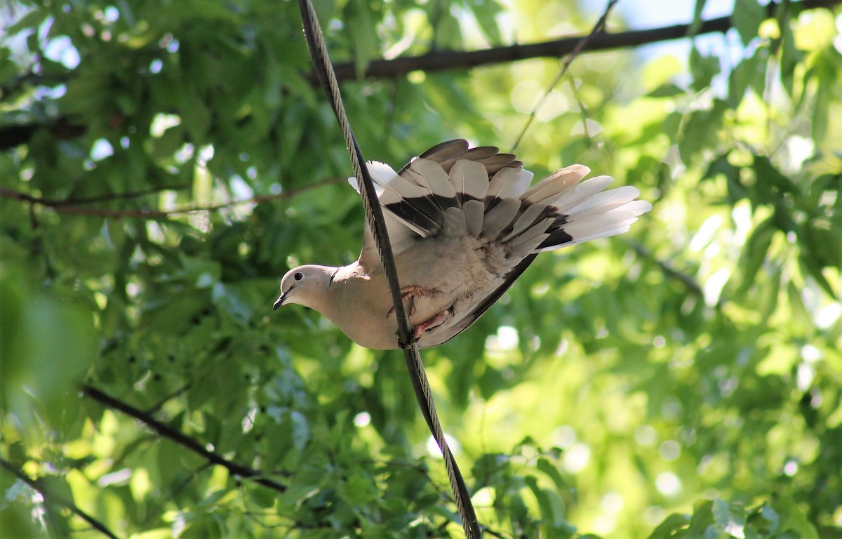 Eurasian Collared-Dove - ML600930981