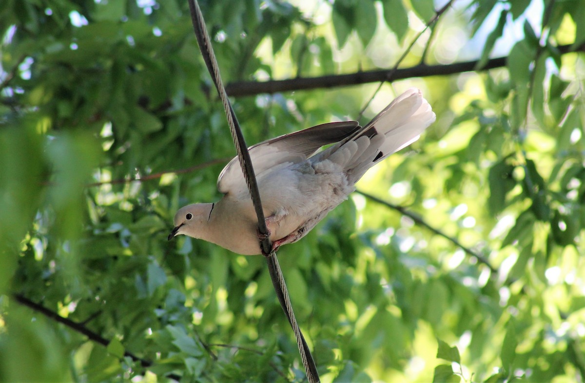 Eurasian Collared-Dove - ML600931001