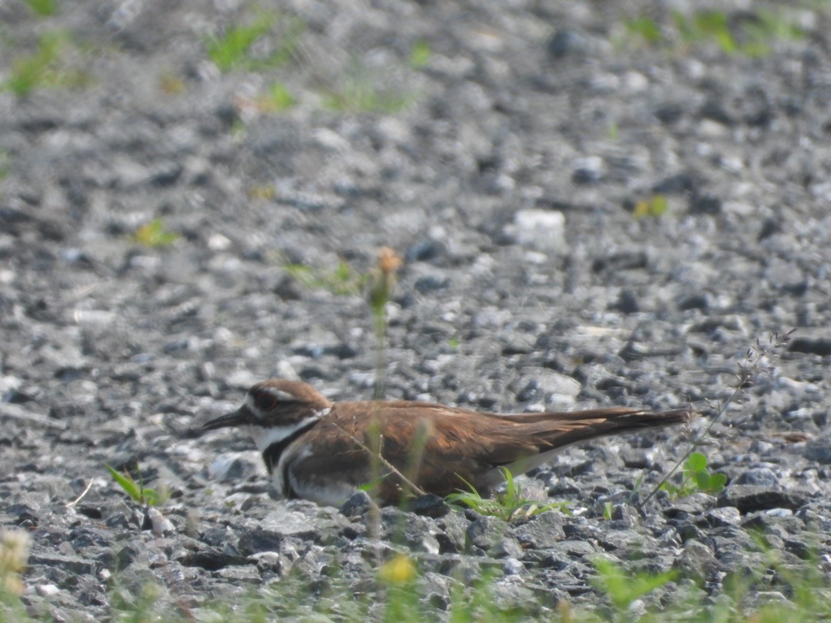 Killdeer - Olivier Dansereau