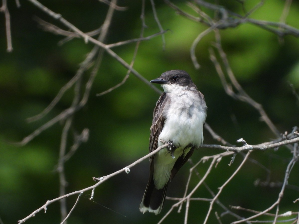 Eastern Kingbird - Olivier Dansereau