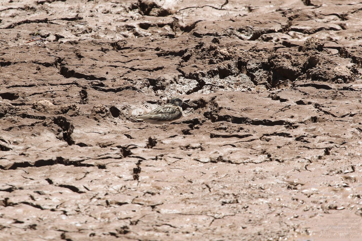 Western Sandpiper - ML600932151