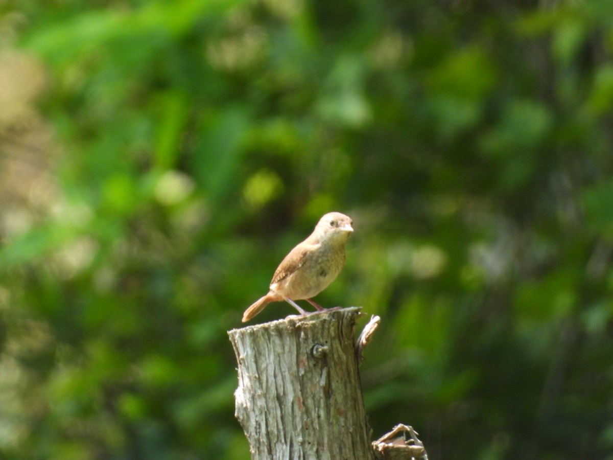 House Wren - ML600932241