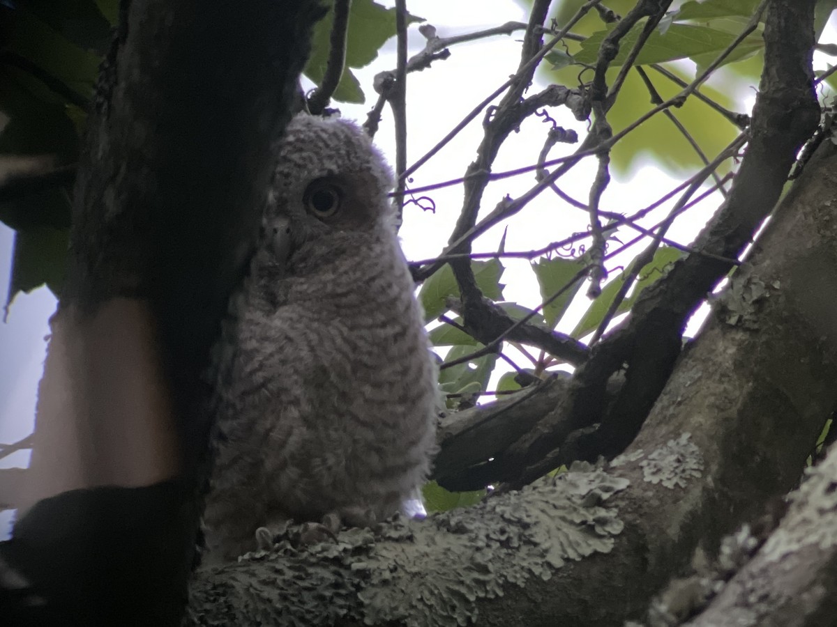 Eastern Screech-Owl - ML600932291