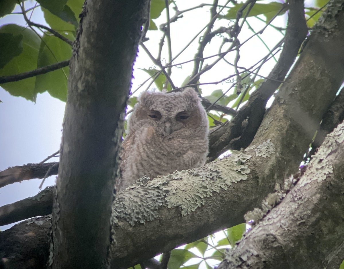 Eastern Screech-Owl - ML600932321