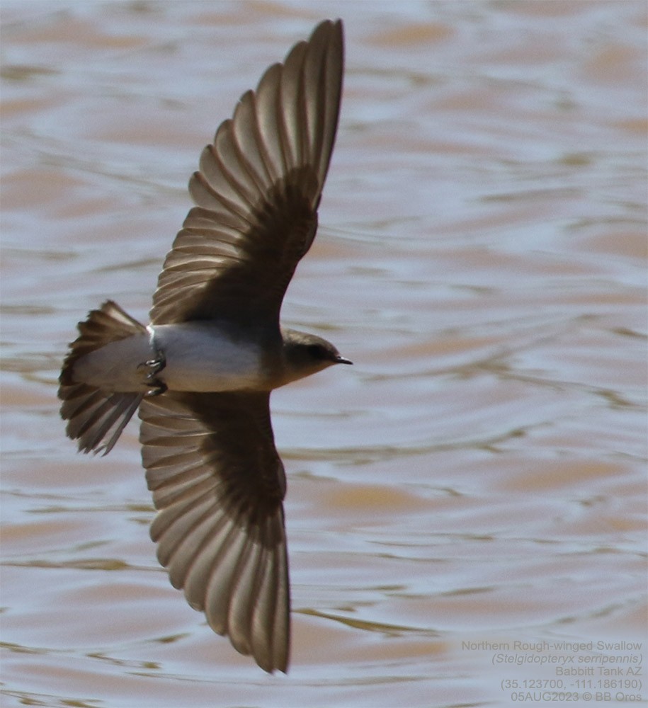 Northern Rough-winged Swallow - ML600932371