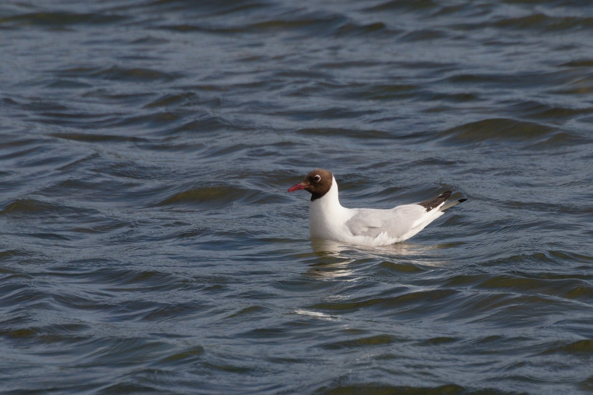 Mouette rieuse - ML600933551