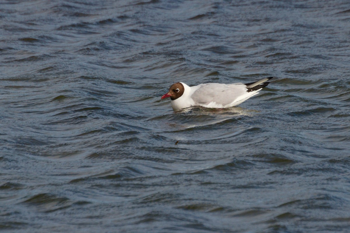 Mouette rieuse - ML600933561