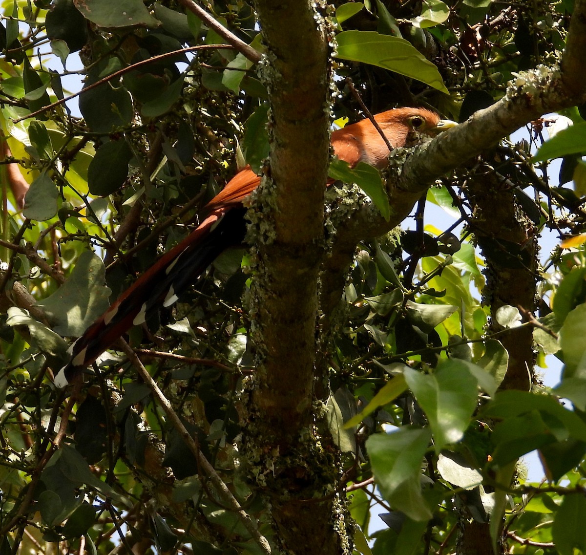 Squirrel Cuckoo - ML600933841