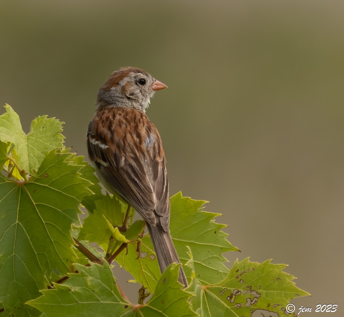 Field Sparrow - ML600934411