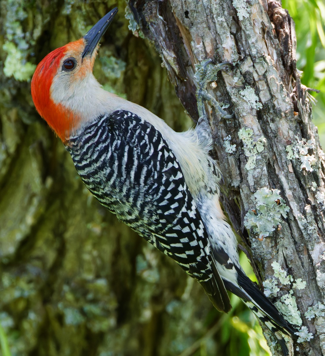 Red-bellied Woodpecker - Timothy Burnett