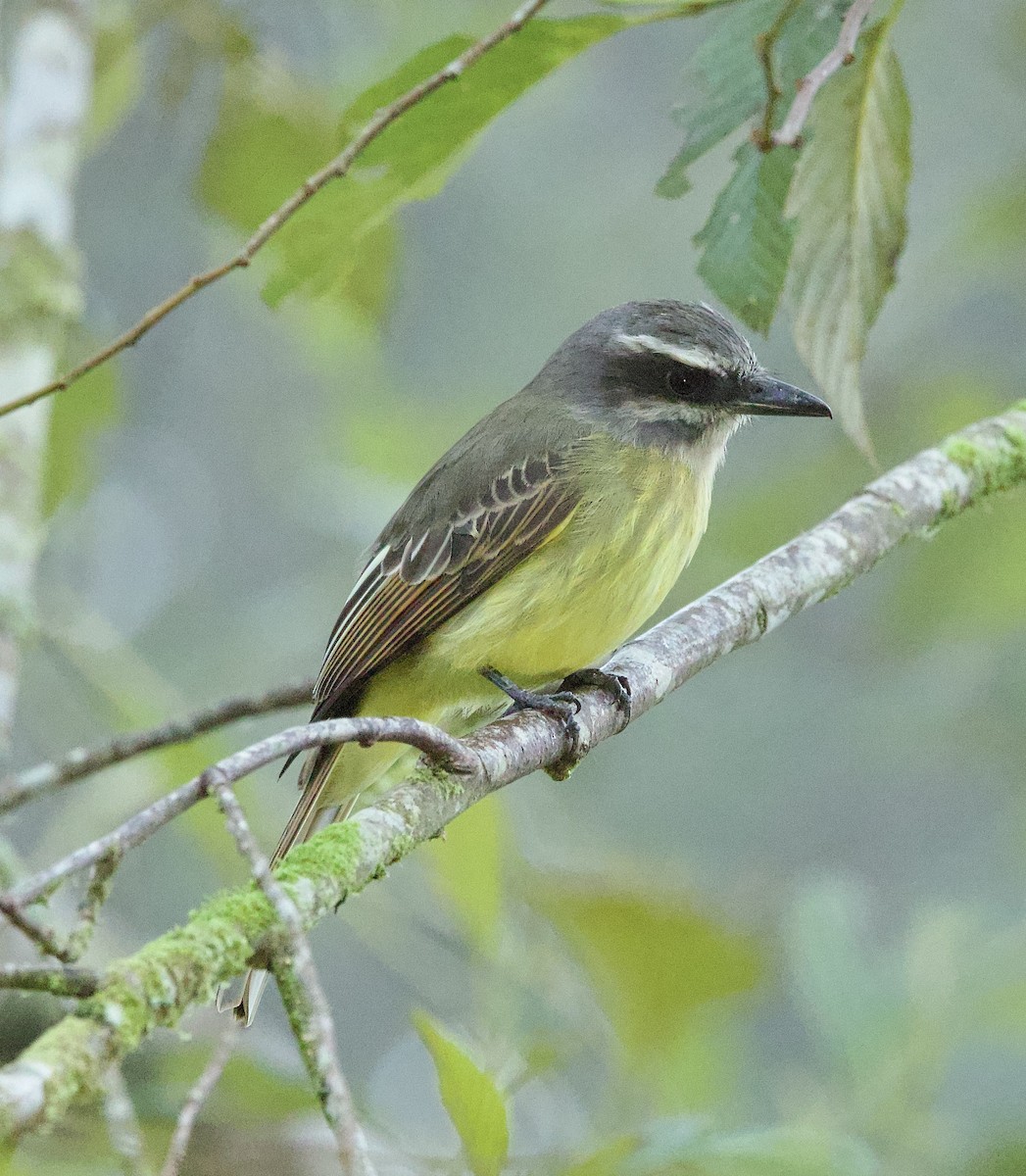 Golden-bellied Flycatcher - Bonnie de Grood