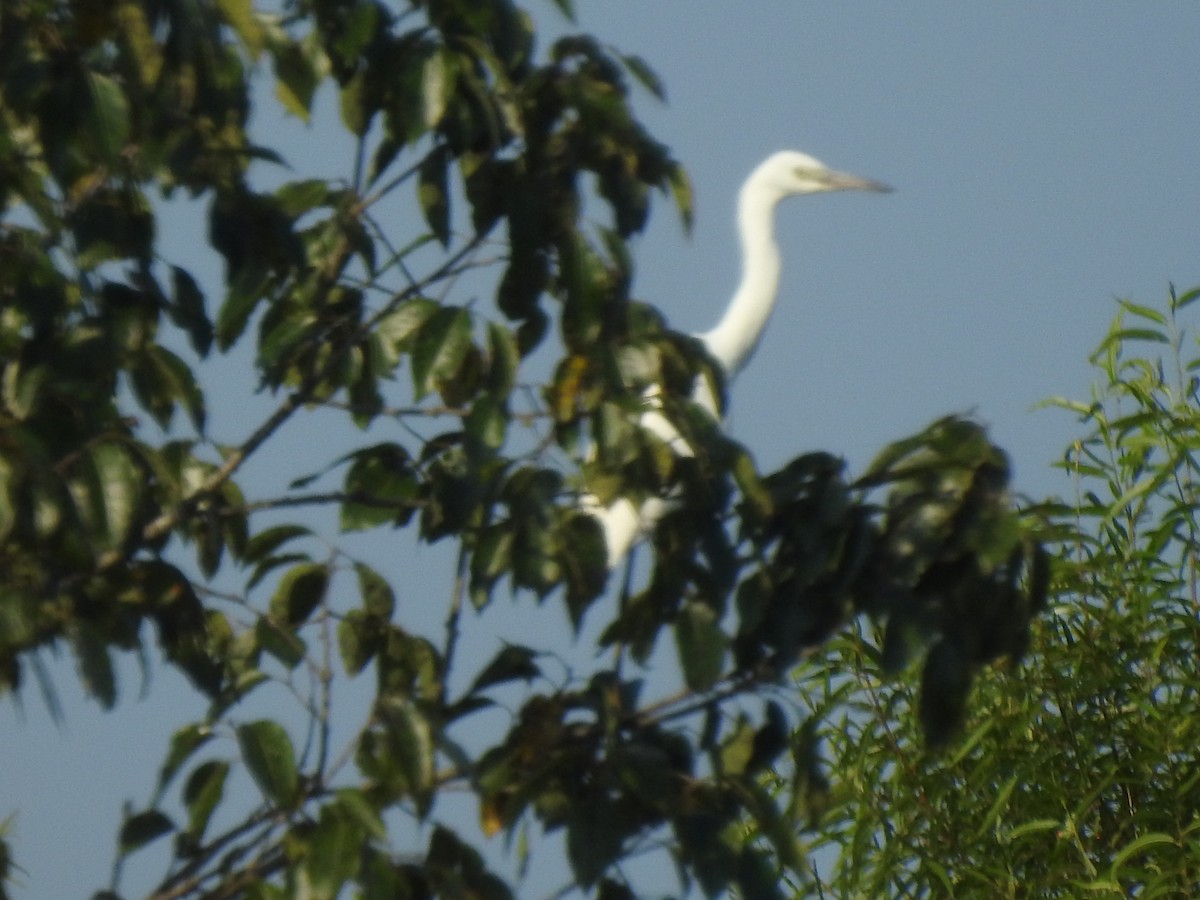 Little Blue Heron - ML600936651
