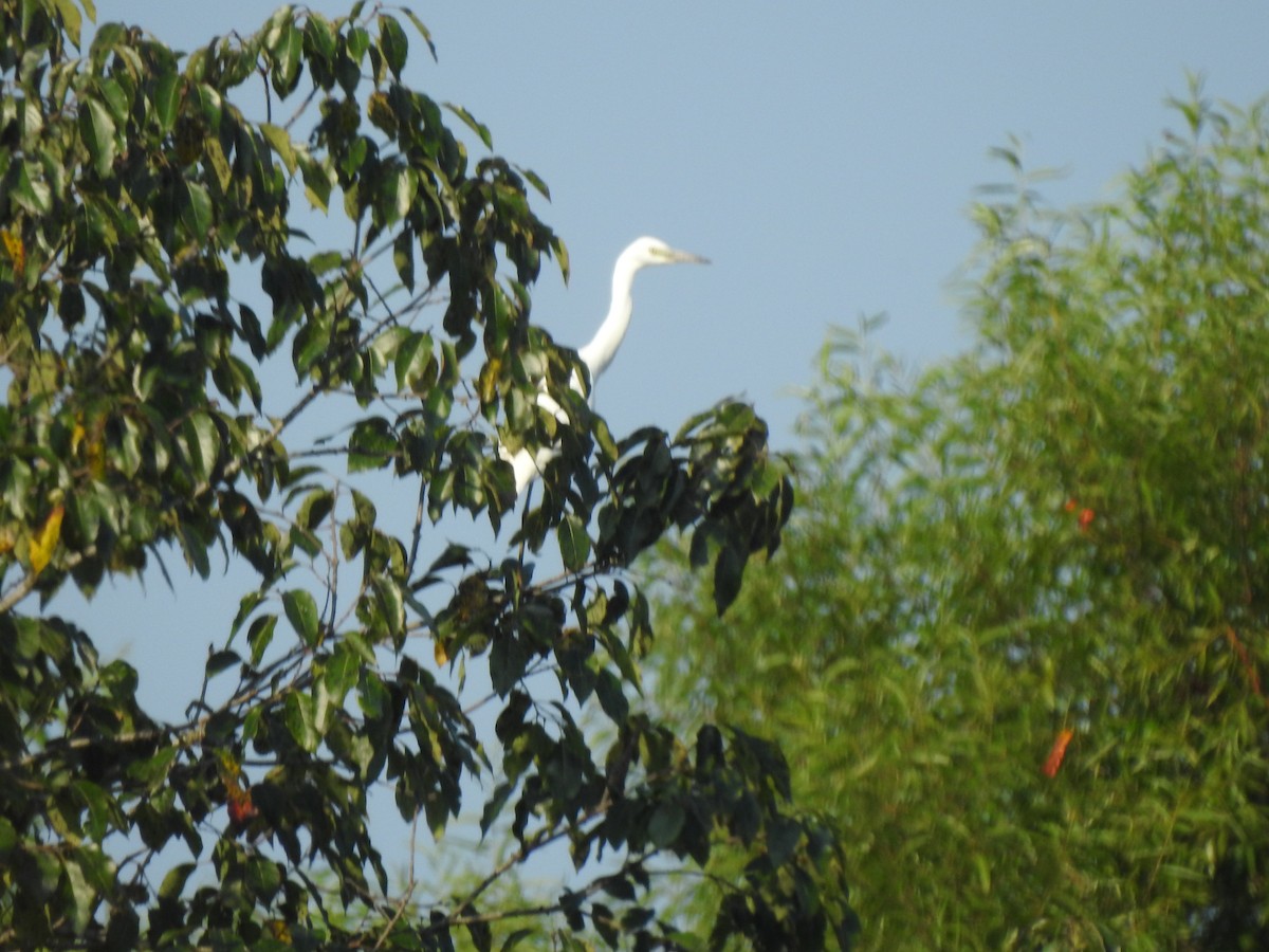 Little Blue Heron - ML600936661