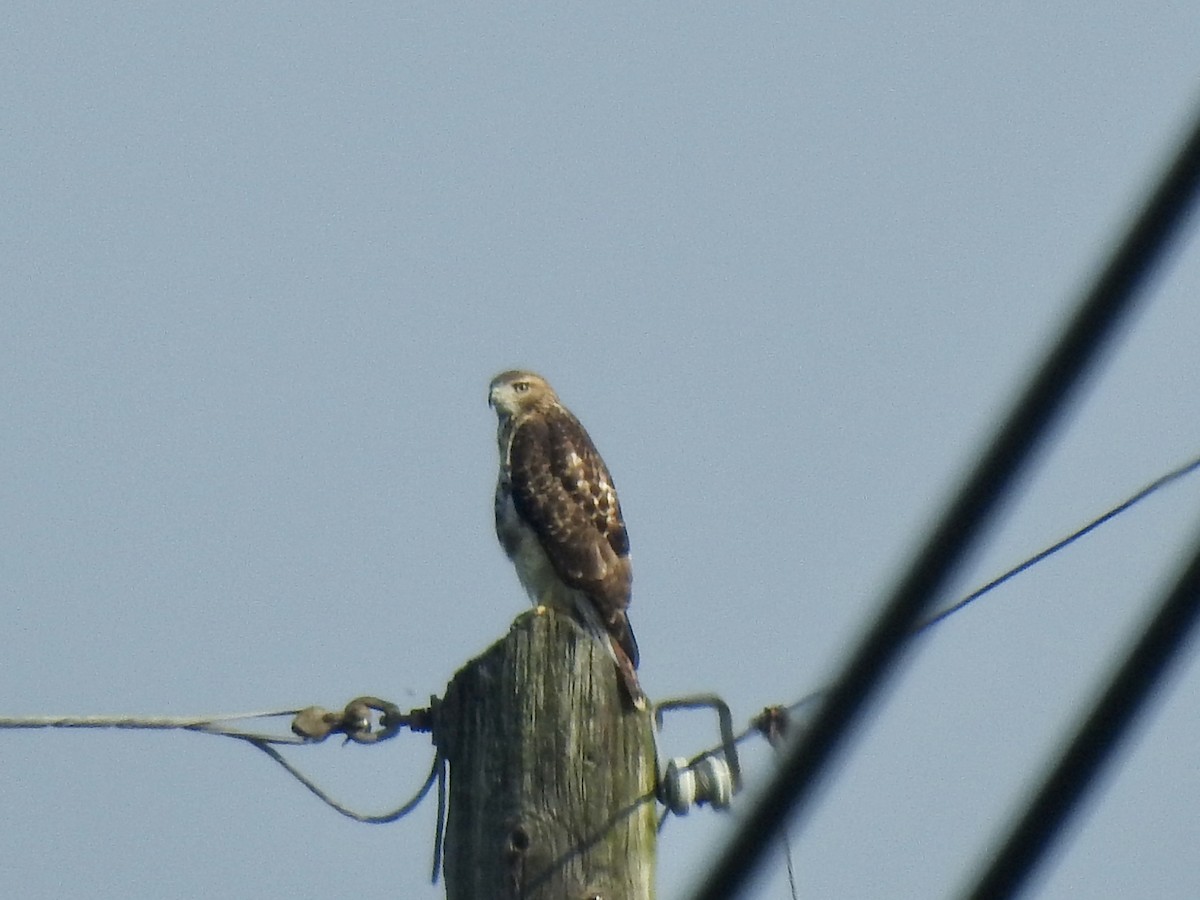 Red-tailed Hawk - ML600936821