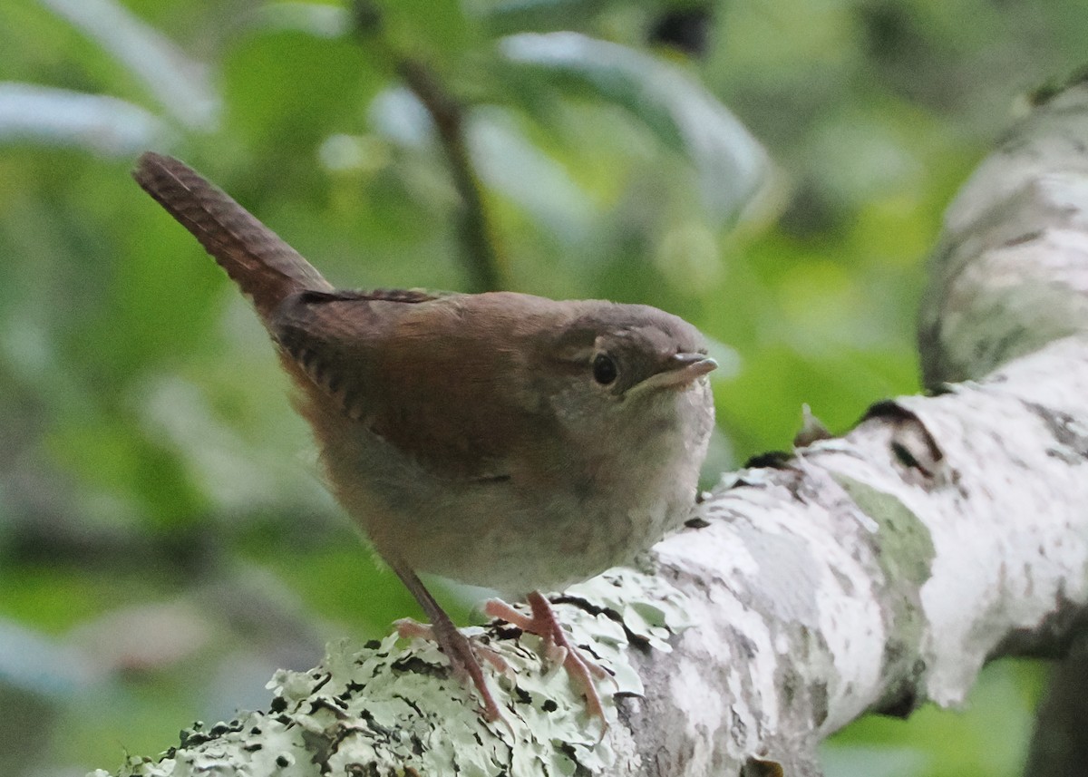 Northern House Wren - ML600938431