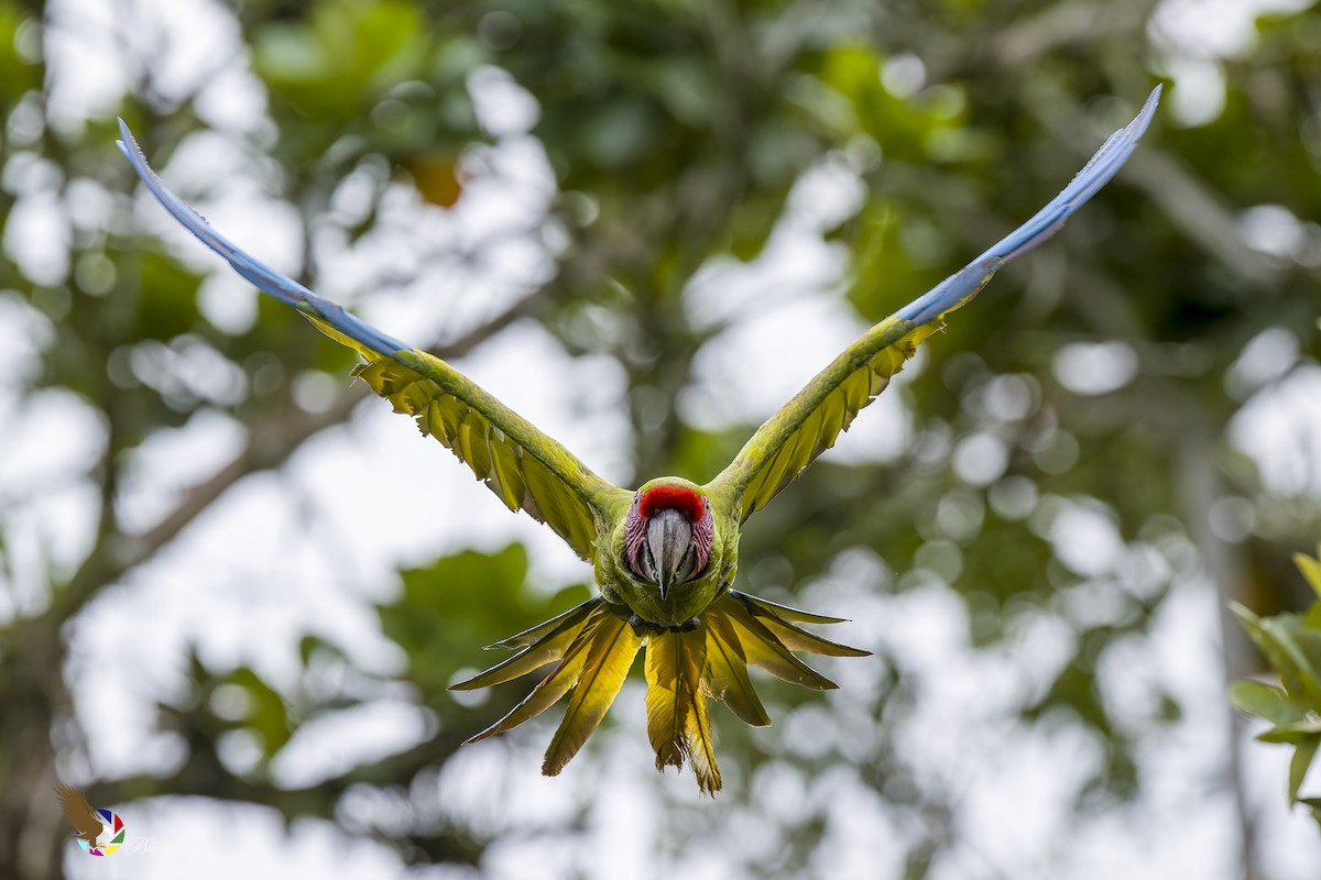 Great Green Macaw - ML600938921