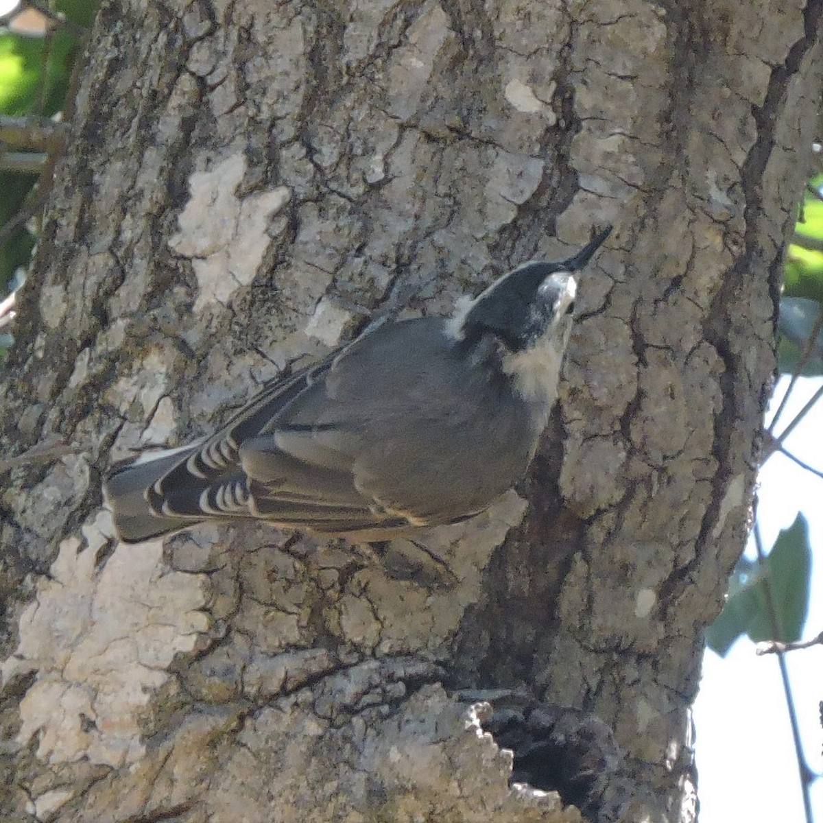White-breasted Nuthatch - ML600939111