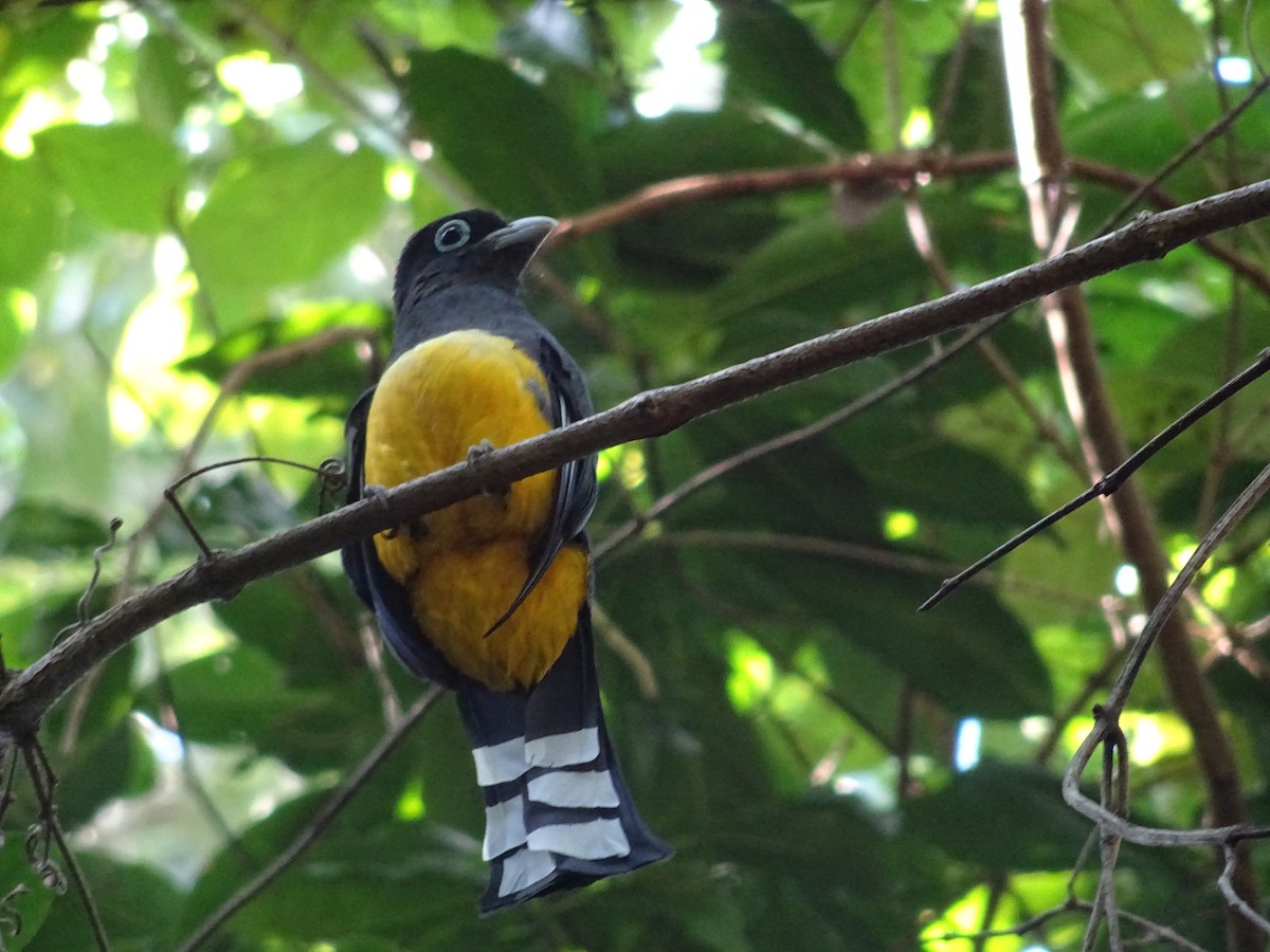 Black-headed Trogon - Emanuel Serech