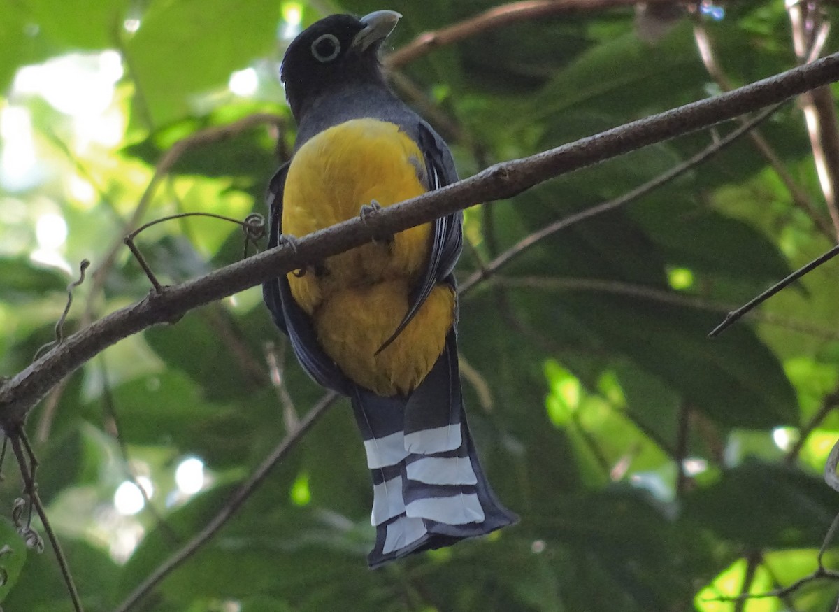 Black-headed Trogon - ML600939511