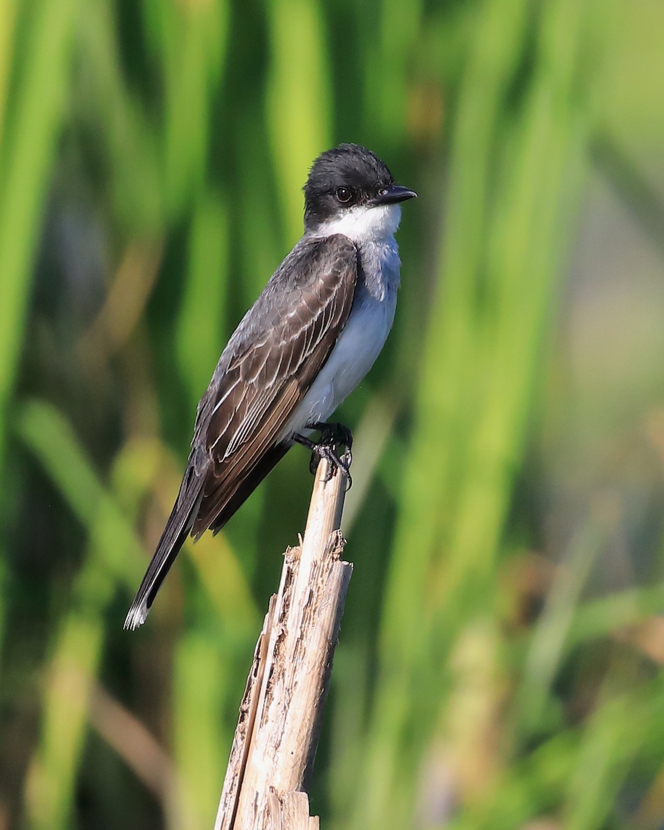 Eastern Kingbird - ML600939751