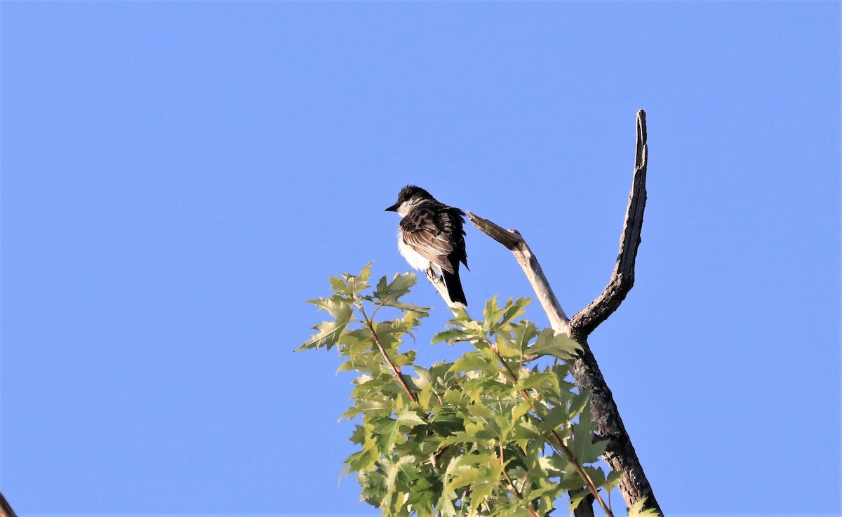 Eastern Kingbird - ML600939831