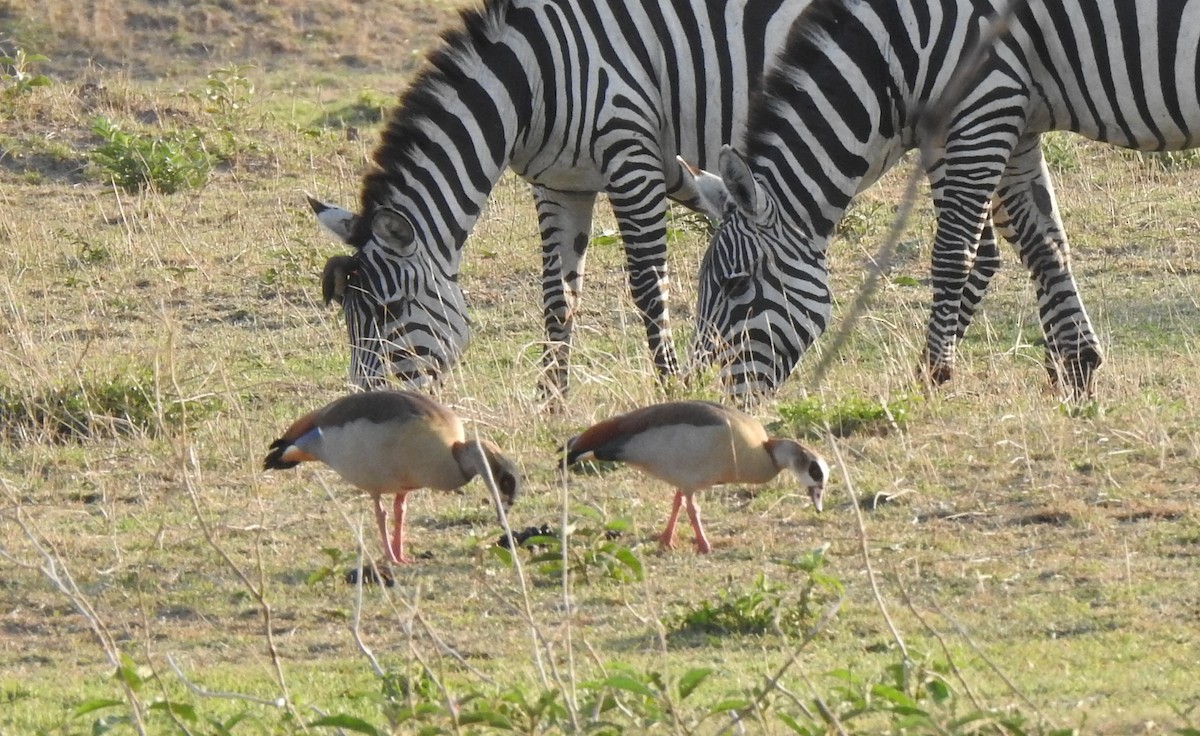 Egyptian Goose - ML600939981