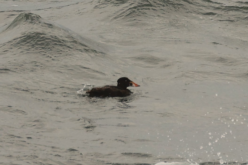 Surf Scoter - Jeffrey Thomas