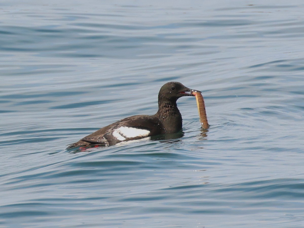 Black Guillemot - Jeffrey Thomas