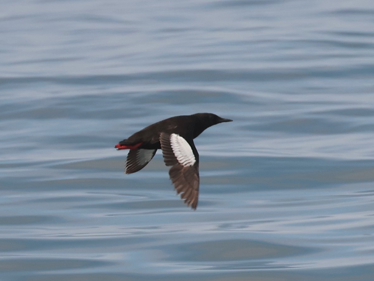 Black Guillemot - Jeffrey Thomas