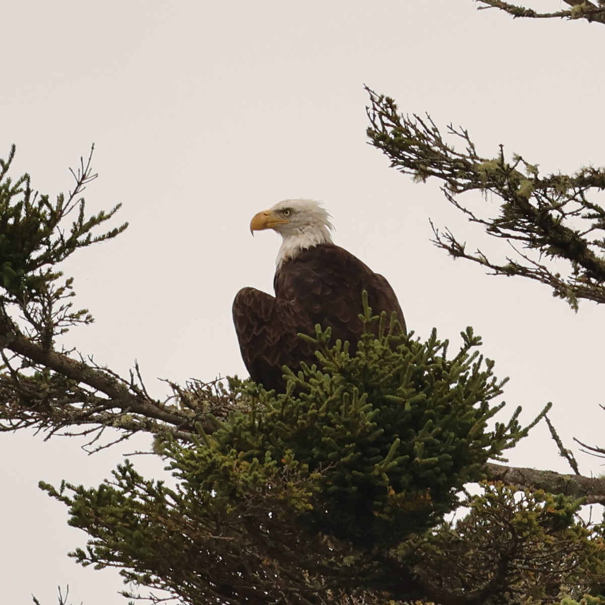 Bald Eagle - ML600942111