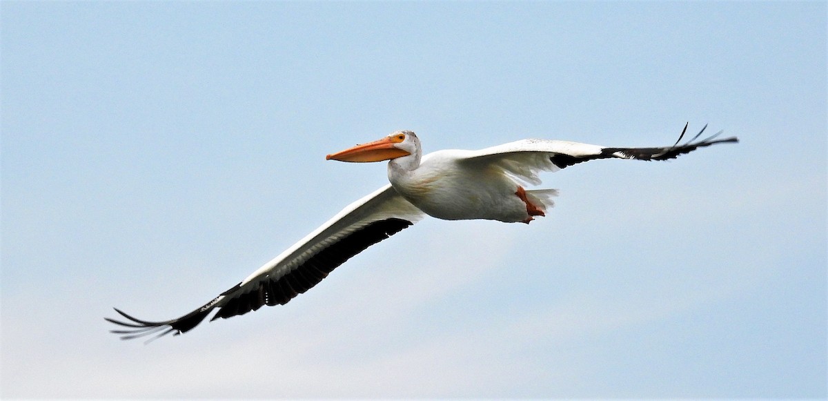 American White Pelican - ML600942361