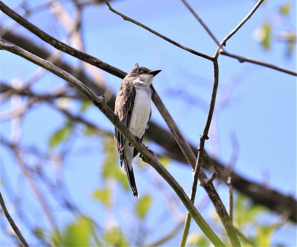 Eastern Kingbird - ML600942561