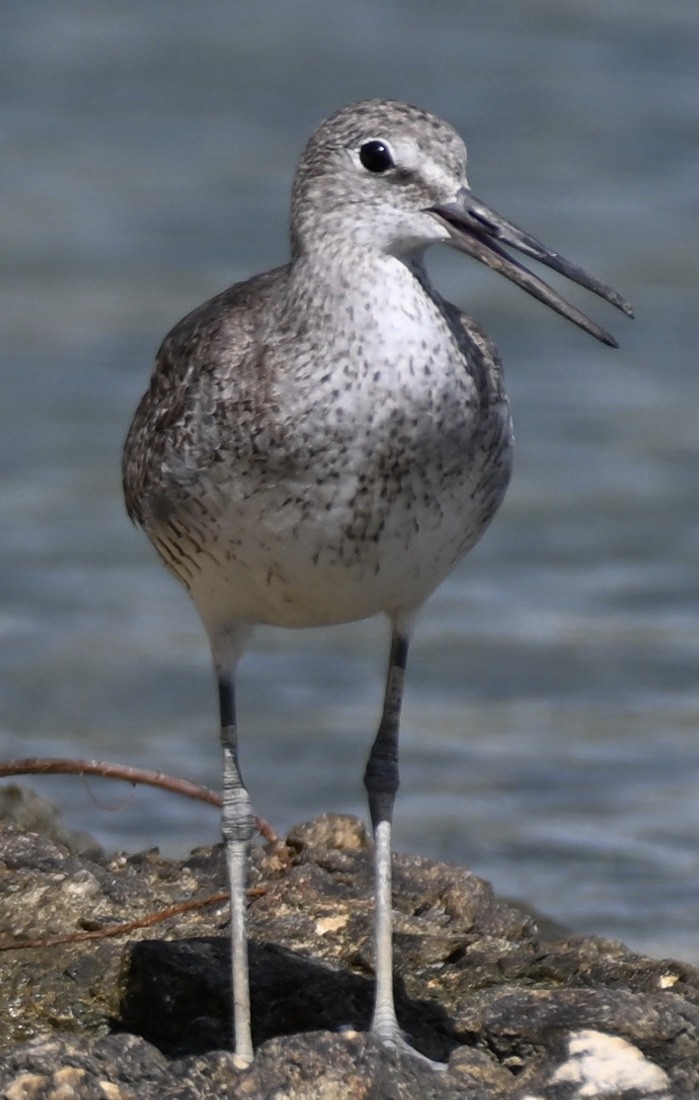 Willet - ML600943911