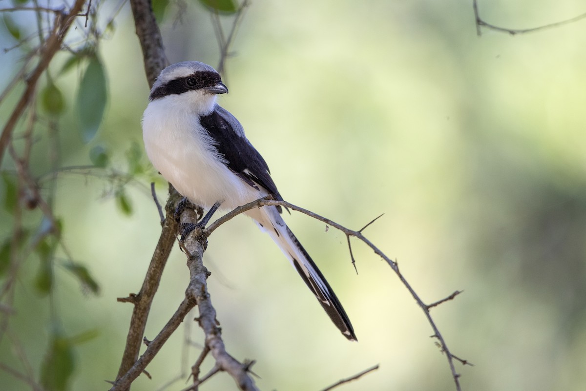 Gray-backed Fiscal - ML600944311