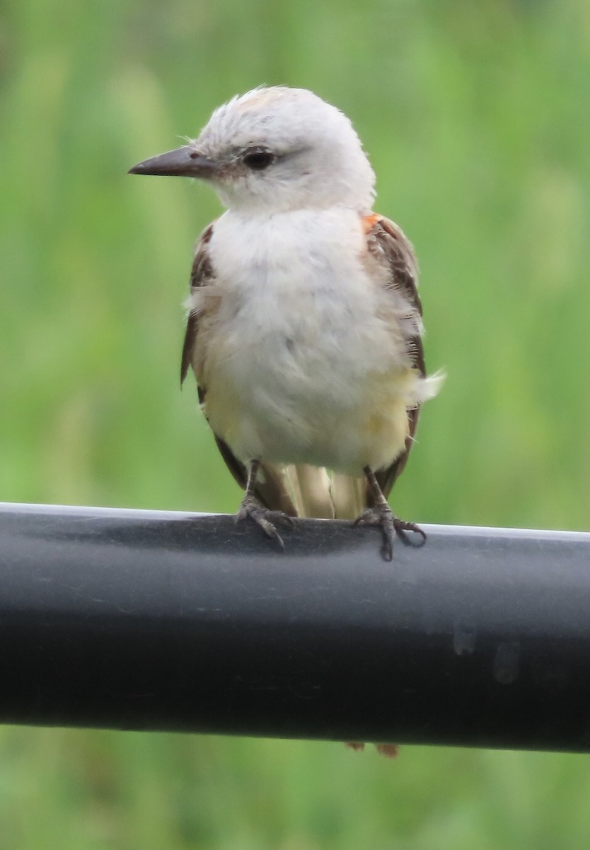 Scissor-tailed Flycatcher - ML600944331