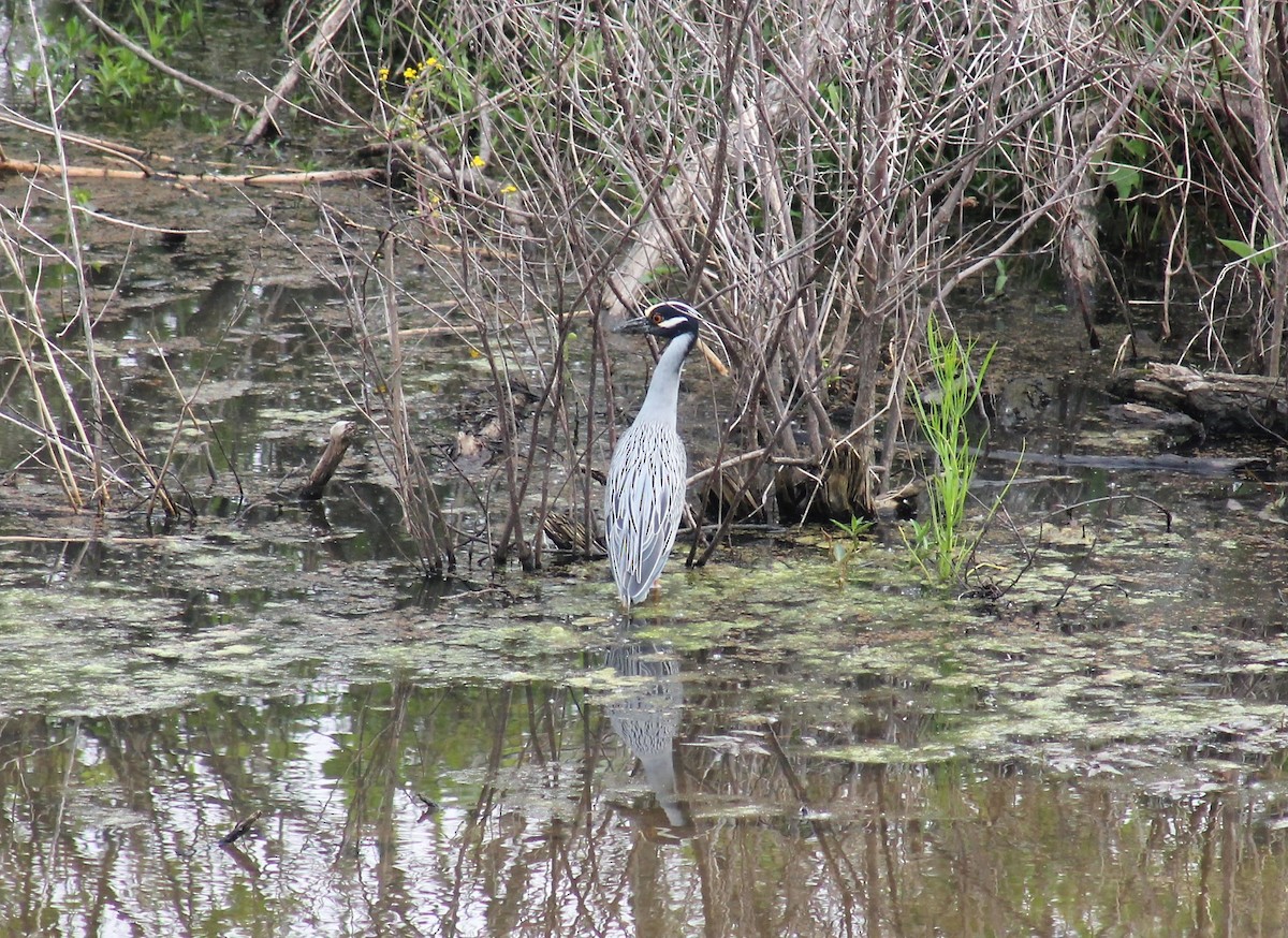 Yellow-crowned Night Heron - ML600944371