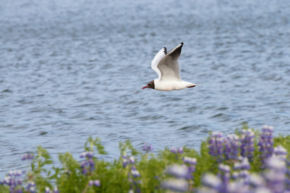 Mouette rieuse - ML600945381