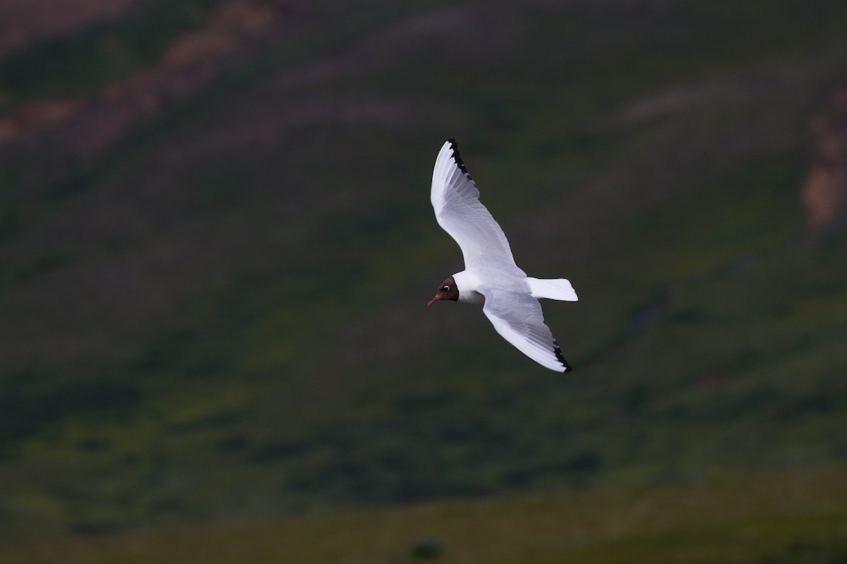 Mouette rieuse - ML600945421