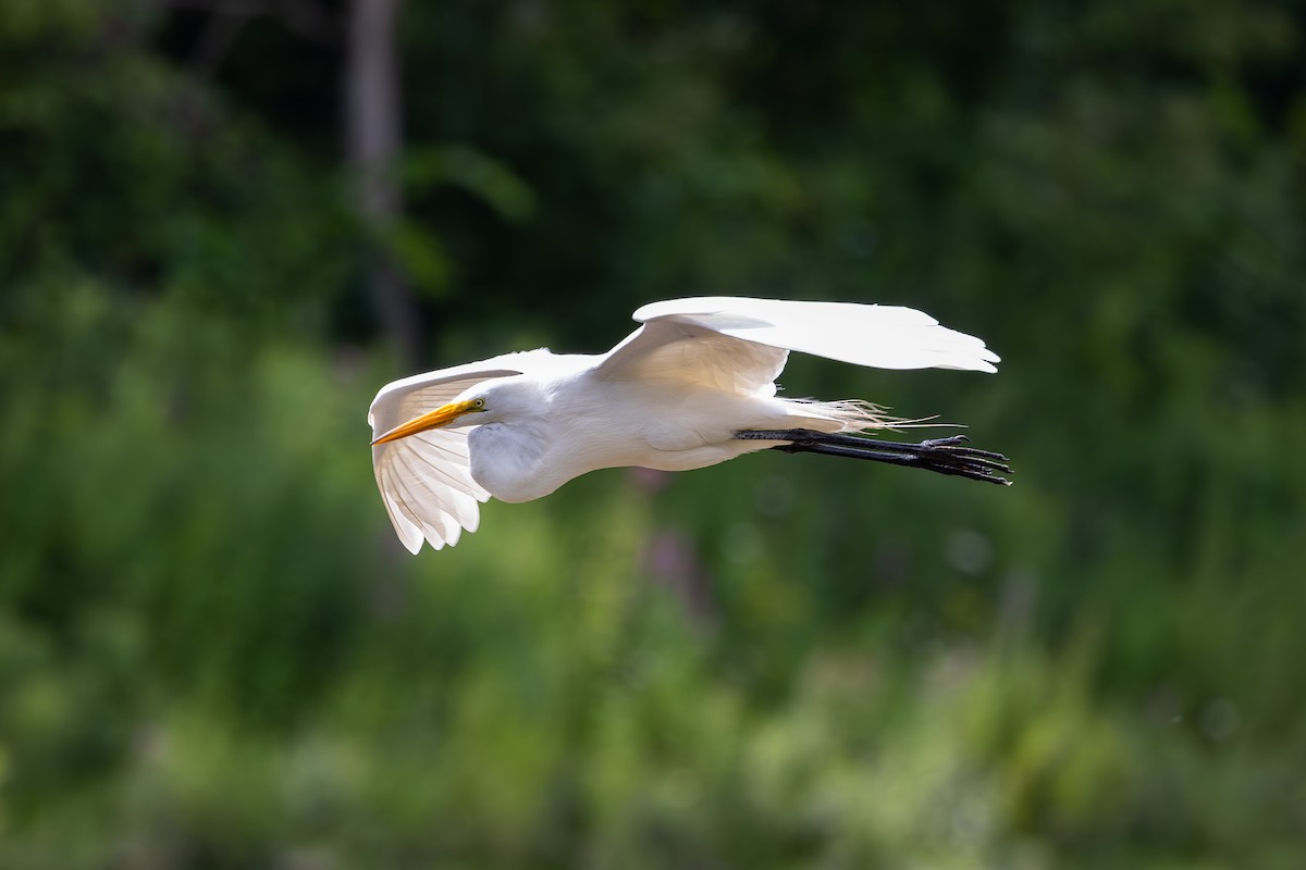 Great Egret - ML600945561