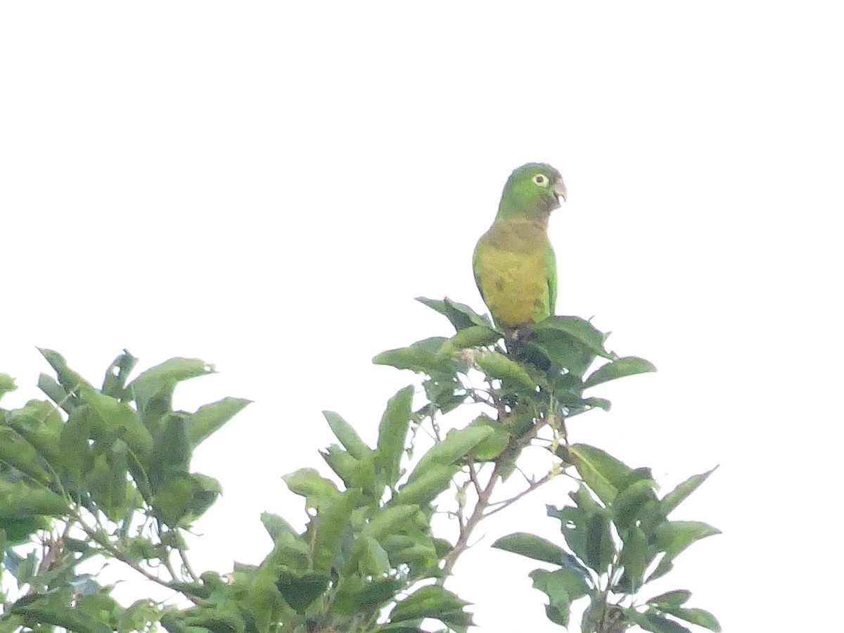 Olive-throated Parakeet - Emanuel Serech