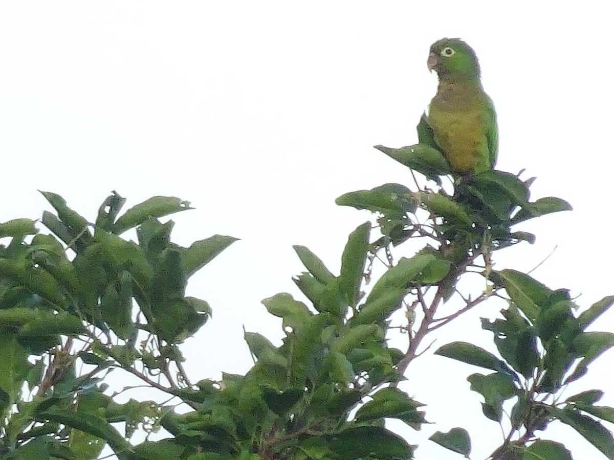 Olive-throated Parakeet - Emanuel Serech