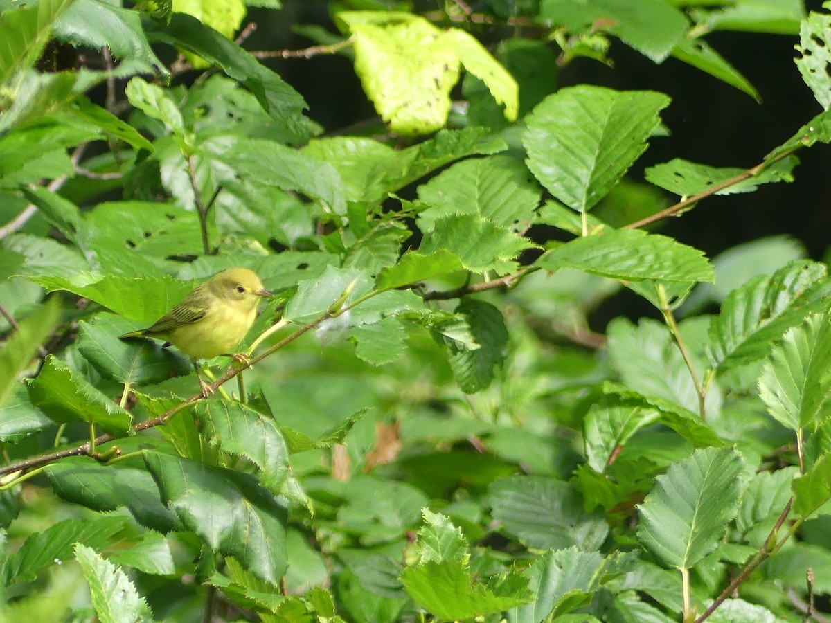 Yellow Warbler - Gus van Vliet